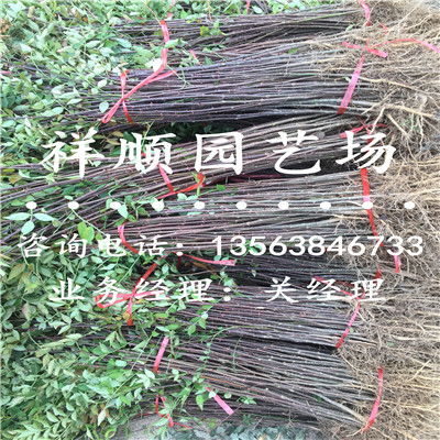 苗木购销合同范本简单 苗木购销合同范本简单--第1张