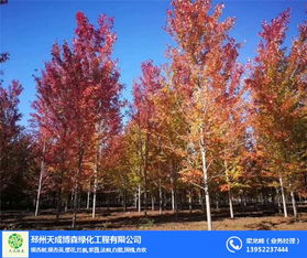 美国红枫价格2019报价 美国红枫价格2019报价，市场动态与种植建议--第1张
