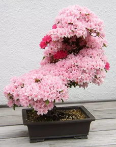 结香花盆景 结香花盆景，精致的艺术品，独特的生命之美--第1张