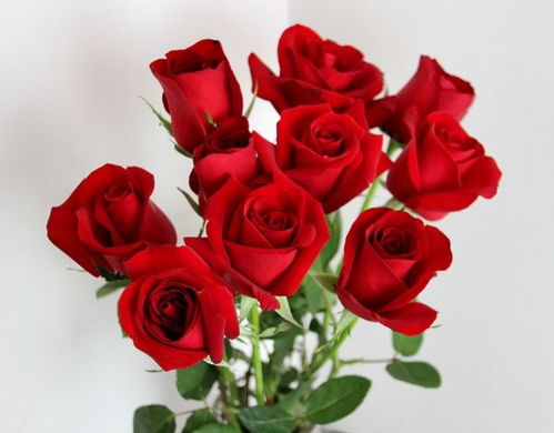 玫瑰花送3朵代表什么 玫瑰花送3朵代表什么--第1张