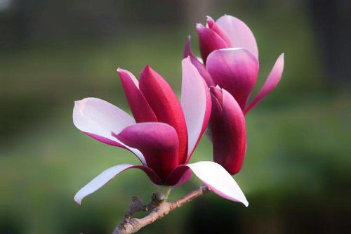 红玉兰花期 红玉兰花期--第1张