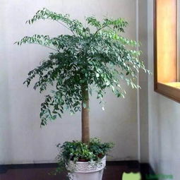 室内大型绿植花卉图片大全及花名 室内大型绿植花卉图片大全及花名--第1张