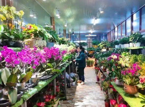 南京鲜花市场 南京鲜花市场，繁华背后的美丽故事--第1张
