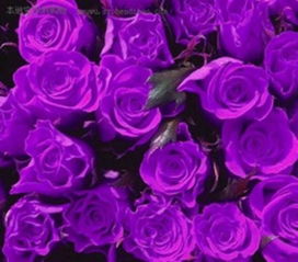 玫瑰花语英文 玫瑰花语英文，The Language of Roses in English--第1张