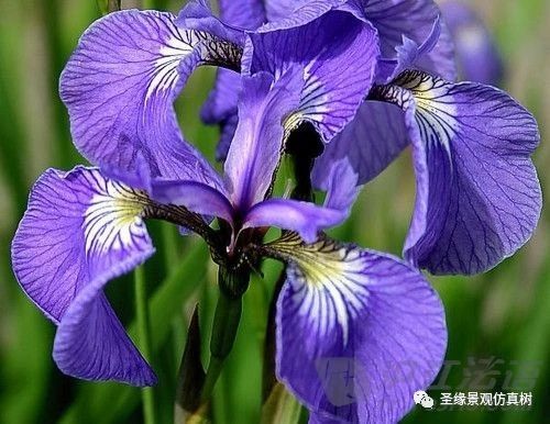 法国国花鸢尾花 法国国花鸢尾花--第1张