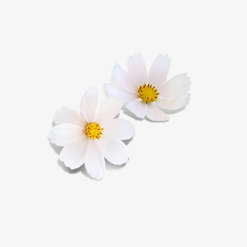 各种花图片大全 各种花图片大全--第1张