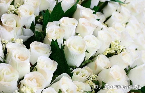 香槟玫瑰比红玫瑰贵吗 香槟玫瑰比红玫瑰贵吗？--第1张