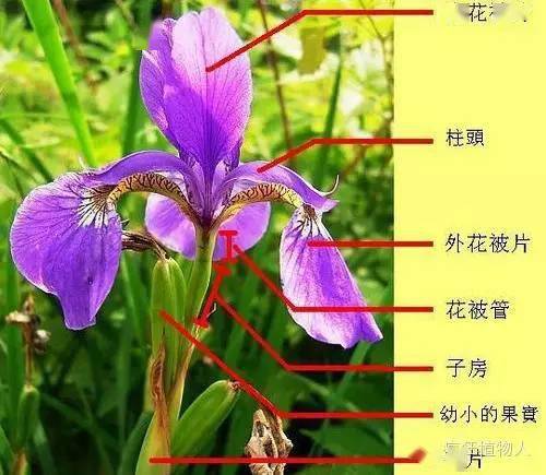 德国鸢尾 德国鸢尾，美丽与坚韧的象征--第1张