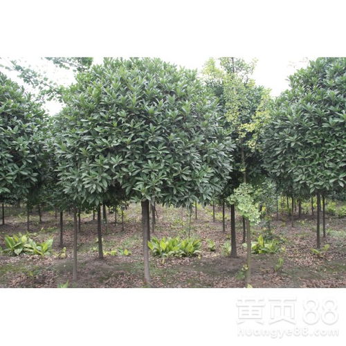 10公分桂花树最新价格 10公分桂花树最新价格--第1张