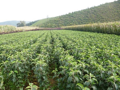 辽宁苗木求购信息网 辽宁苗木求购信息网--第1张