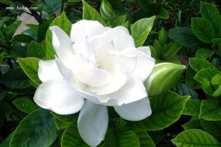 栀子花的养殖方法和注意事项 栀子花的养殖方法和注意事项--第1张