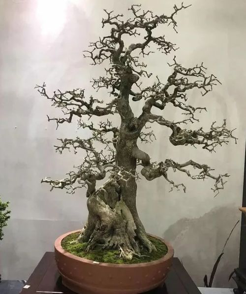 对节白蜡盆景 对节白蜡盆景的艺术魅力--第1张