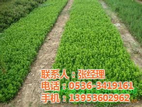 园林绿化工程苗木报价 园林绿化工程苗木报价--第1张