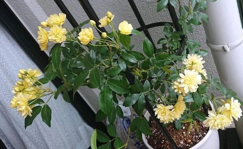 木香花为什么不能种 木香花为什么不能种--第1张