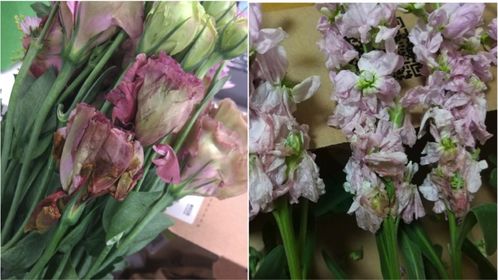 花点时间鲜花官网 花点时间鲜花官网——享受品质生活，品味鲜花之美--第1张