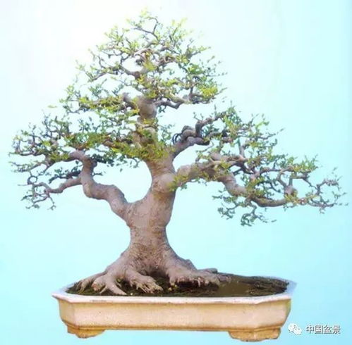 朴树盆景图片大全欣赏 老桩 朴树盆景图片大全欣赏--第1张