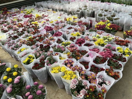 兰州花市批发鲜花地点 兰州花市批发鲜花地点--第1张