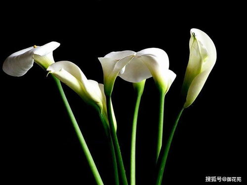 白色马蹄莲寓意 白色马蹄莲的寓意--第1张