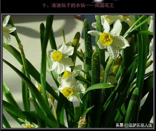 中国十大名花排名 ，中国十大名花排名--第1张