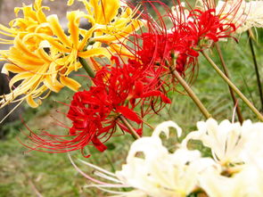 曼珠沙华彼岸花花语 曼珠沙华与彼岸花，花语与情感的交织--第1张