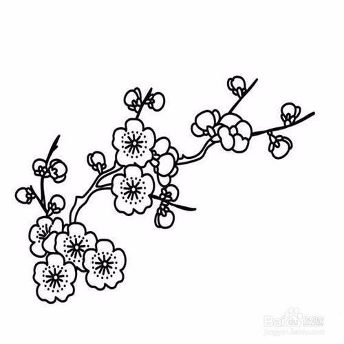 梅花简笔画 梅花简笔画--第1张