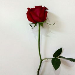 玫瑰花怎么样才不会枯萎 如何让玫瑰花保持更长时间不枯萎--第1张