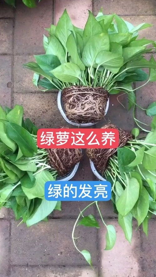 花卉网家庭养花 花卉网家庭养花--第1张