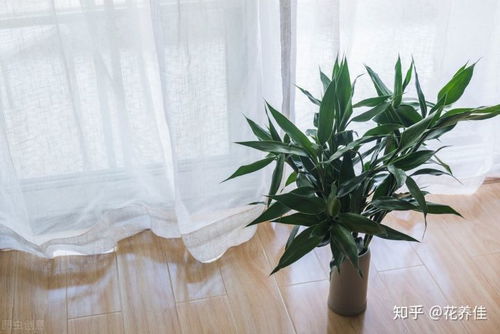 富贵竹土养方法和注意事项 富贵竹土养方法和注意事项--第1张