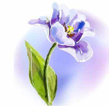 依米花图片花语 依米花图片与花语，生命的奇迹与坚韧不拔的精神--第1张