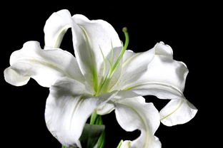 香水百合花的花语 香水百合花的花语--第1张