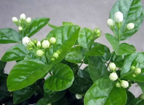 茉莉花怎么养才能更旺盛 茉莉花怎么养才能更旺盛--第1张