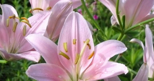香水百合的花语 香水百合的花语--第1张