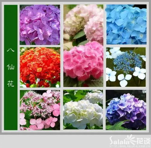花卉大全及花名 花卉大全及花名--第1张