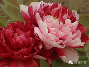 牡丹花为什么不能送人 牡丹花为什么不能送人--第1张