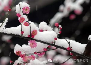 梅花的花语 梅花的花语--第1张