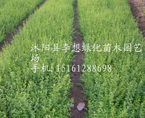 小叶女贞和金叶女贞的区别 小叶女贞和金叶女贞的区别--第1张
