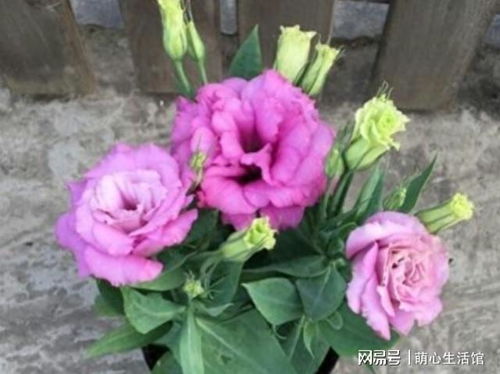 洋桔梗花怎么养 洋桔梗花的养护方法--第1张
