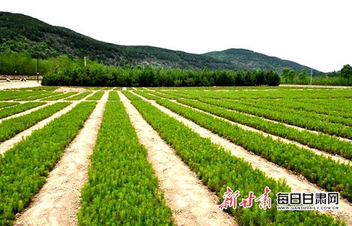 附近苗圃基地 探索附近苗圃基地，绿色生活的秘密宝藏--第1张