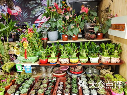 泰安鲜花店哪家好 泰安鲜花店哪家好？--第1张