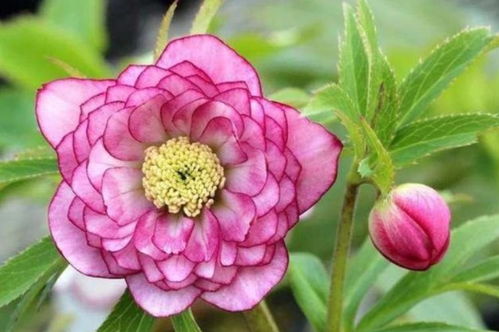 一年四季都开的花有哪些 一年四季都开的花--第1张
