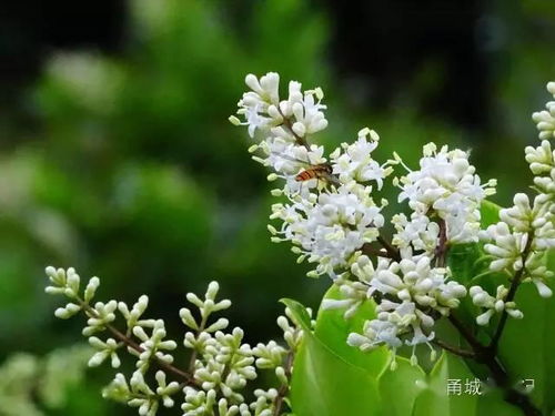 金森女贞属于什么植物 金森女贞属于什么植物--第1张