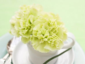 白色康乃馨的花语是什么意思 白色康乃馨的花语，纯洁、尊敬与感恩--第1张