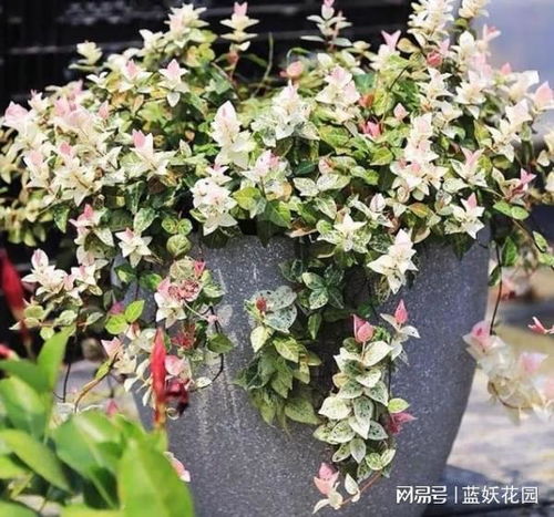 花叶络石盆栽 花叶络石盆栽--第1张