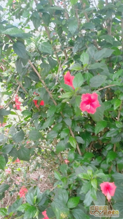 朱槿 朱槿花--第1张