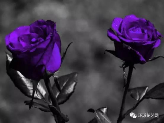 蓝色玫瑰花的花语是什么? 蓝色玫瑰花的花语是什么？--第1张