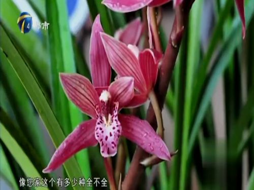兰花品种 兰花品种--第1张