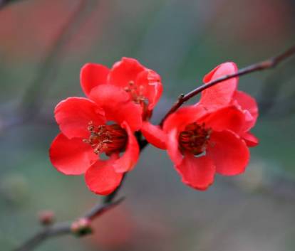 梅花象征着什么品质 梅花象征着什么品质--第1张