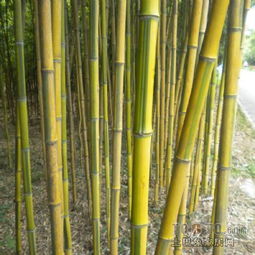 金镶玉竹种植方法 金镶玉竹种植方法--第1张