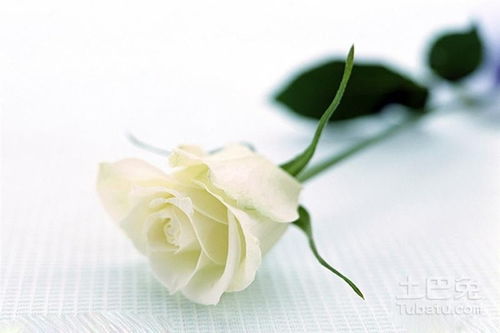 金色玫瑰花代表什么 金色玫瑰花，永恒的象征与情感的传递--第1张