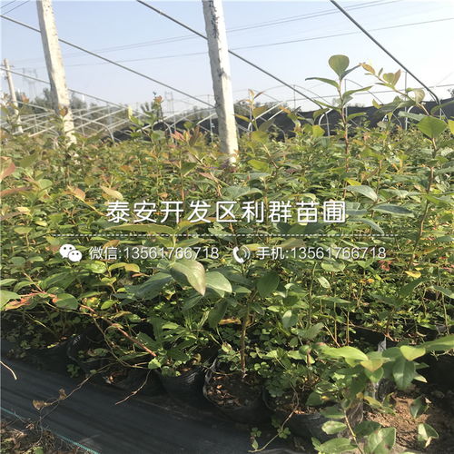北京苗木批发市场 北京苗木批发市场，绿色经济的繁荣与机遇--第1张